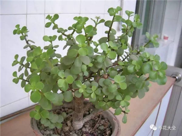 Kale
