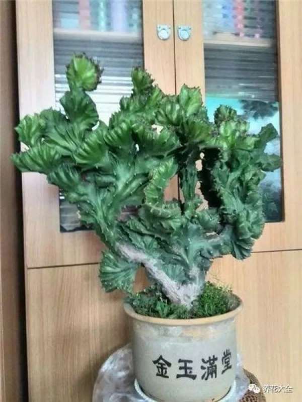 Kale