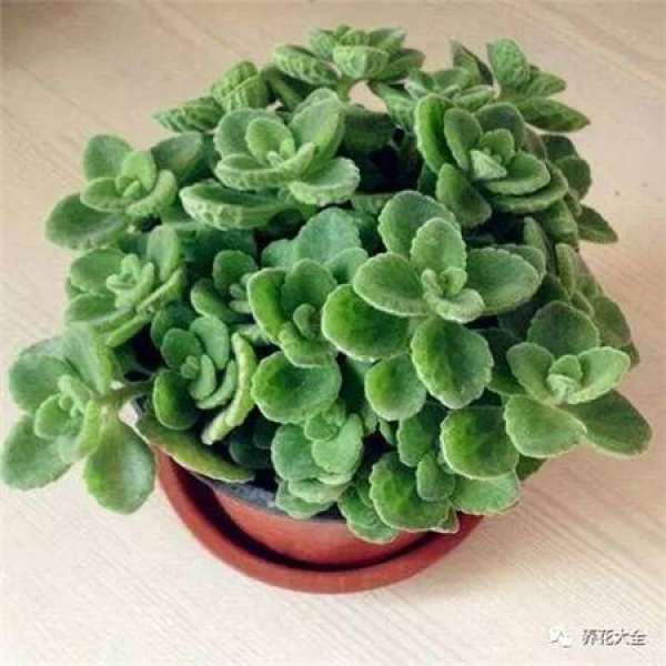 Kale