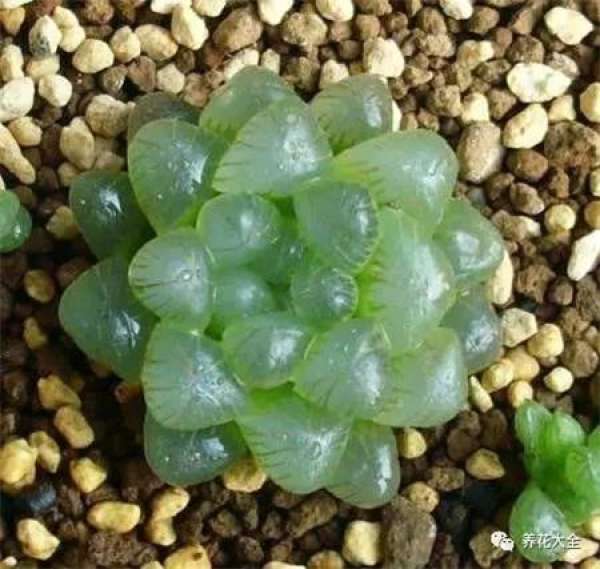 Kale