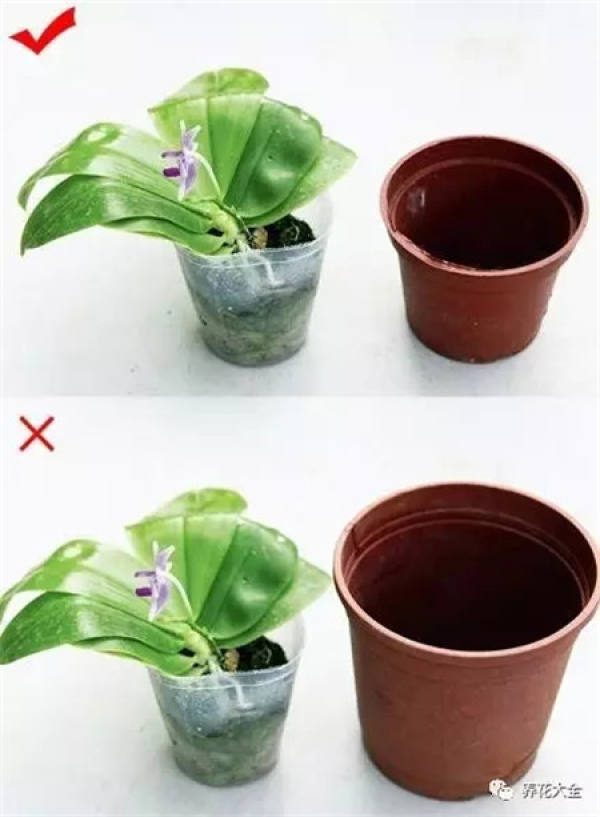 Don't plant small plants in big pots.
