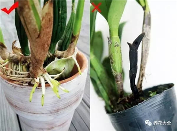 Don't plant small plants in big pots.
