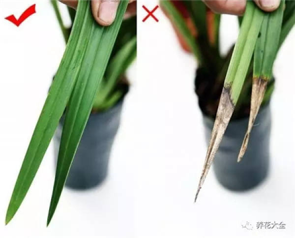 do not plant small plants in large pots