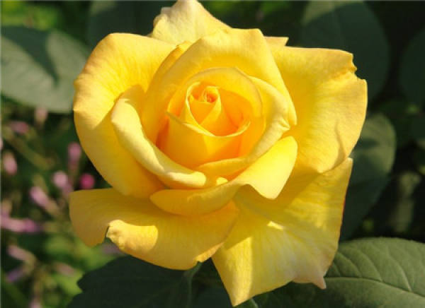 Does the Chinese rose need to be picked?