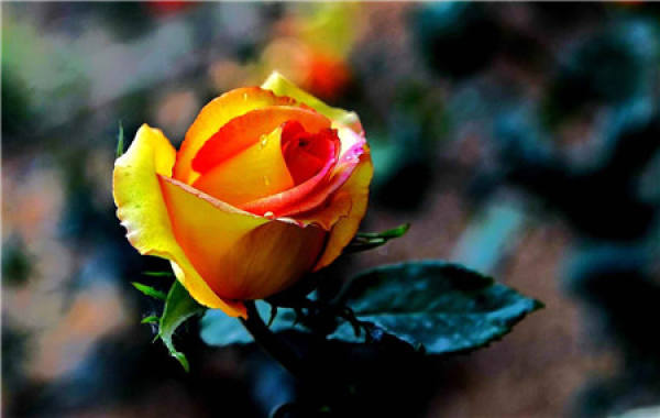 Cautions for Chinese rose bud picking