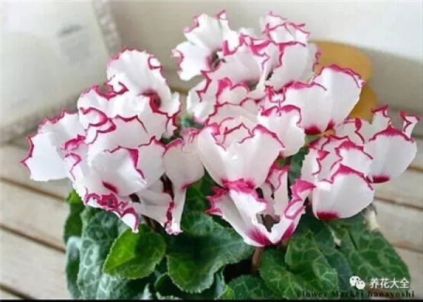 Living Room Flower