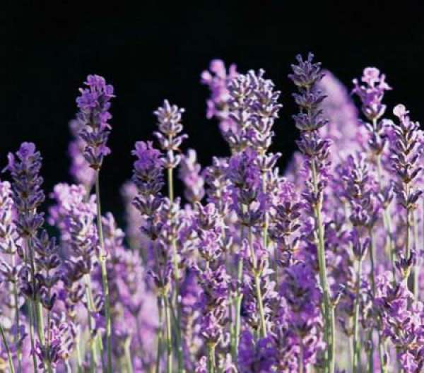 Lavender