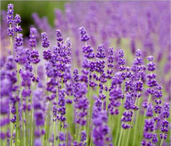 Lavender variety
