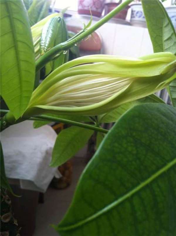 Will the tree of fortune blossom?