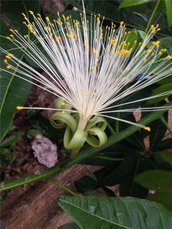 Will the tree of fortune blossom?