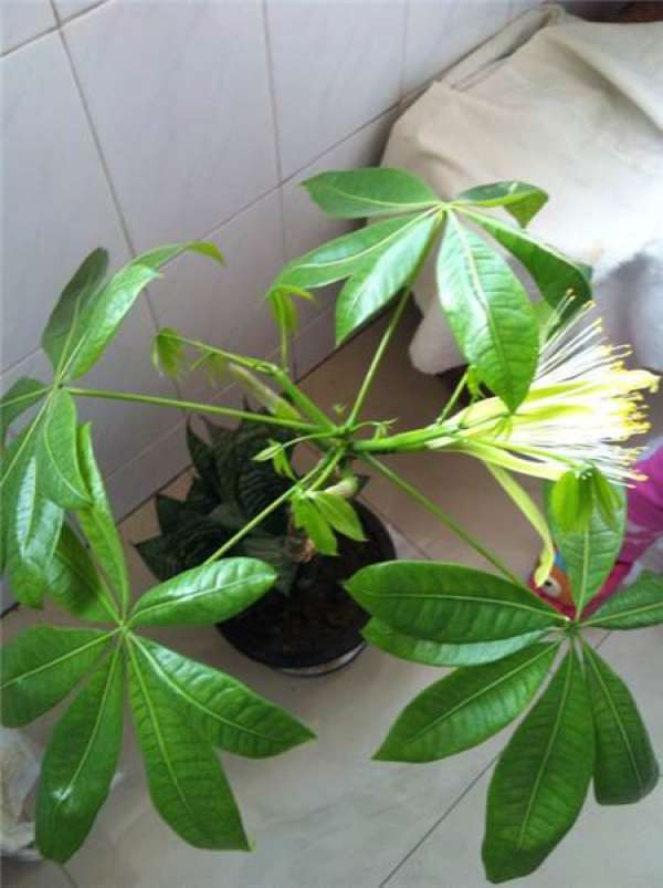 Will the tree of fortune blossom?