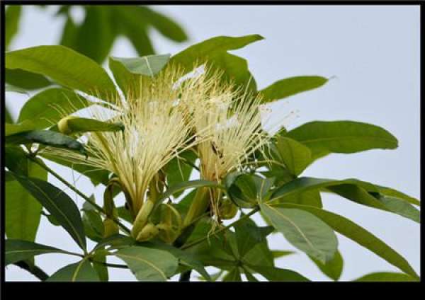 Will the tree of fortune blossom?