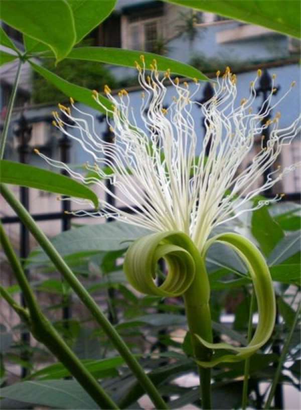 Will the tree of fortune blossom?