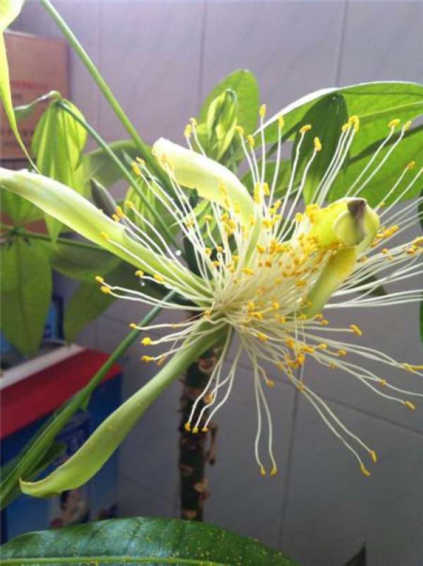 The picture of the tree of fortune blossoming