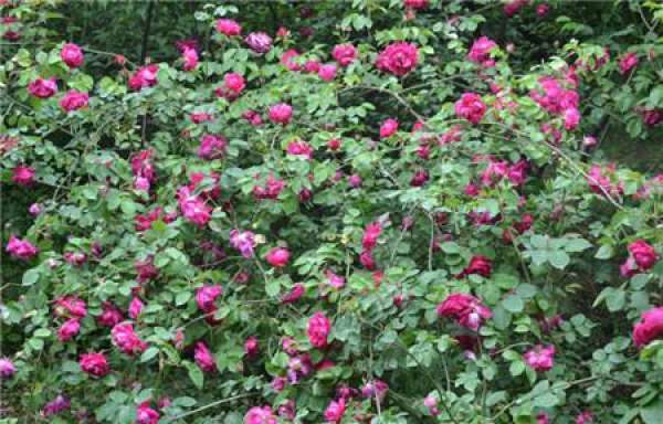 Rattan rose cultivation method