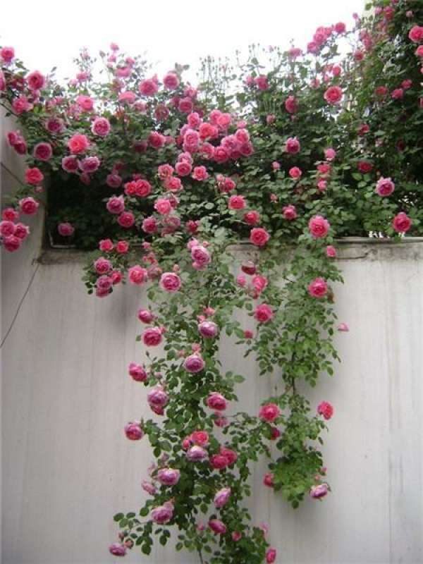 Matters needing attention in cultivation of climbing rose