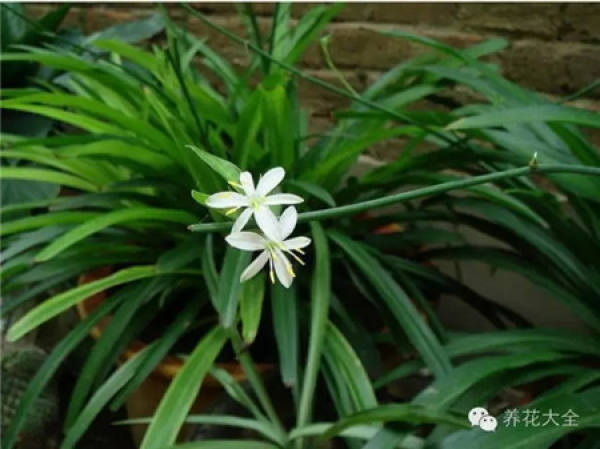 Chlorophytum comosum