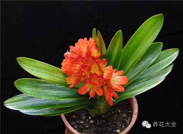 Chlorophytum comosum