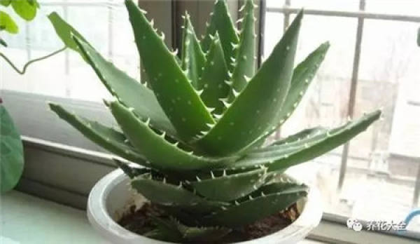 Chlorophytum comosum
