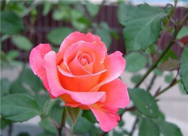 Treatment of Chinese rose before sowing