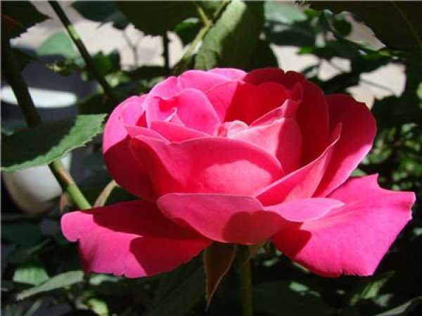 Points for attention in Chinese rose sowing and propagation