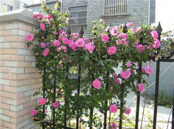 purchase of rattan rose