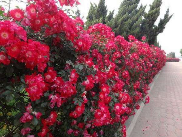 Why can't the flowering of the vine rose continue?