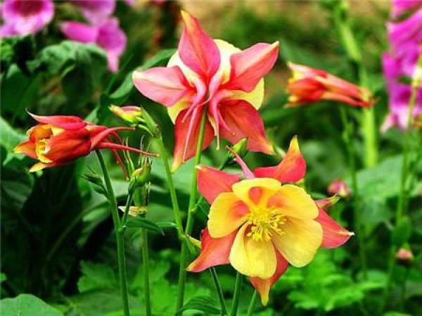 Florescence of Aquilegia vulgaris