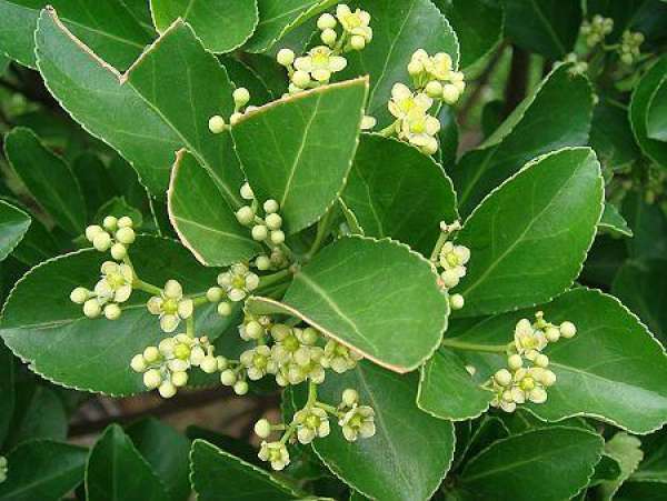 Is the Holly in bloom? Is the Holly in bloom?