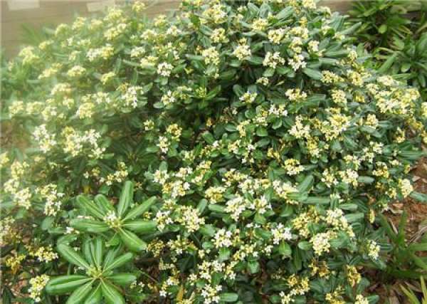 Is the Holly in bloom? Is the Holly in bloom?