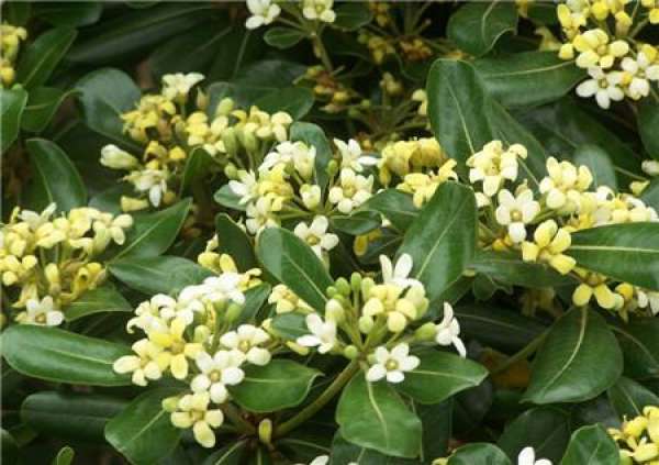 Is the Holly in bloom? Is the Holly in bloom?