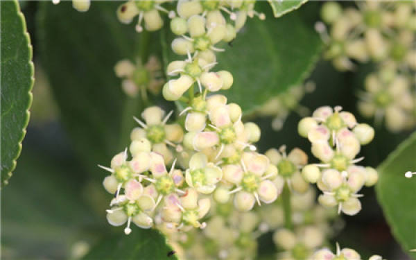 Is the Holly in bloom? Is the Holly in bloom?