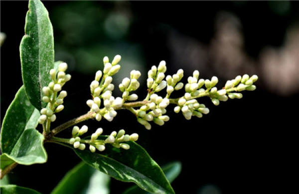Is the Holly in bloom?