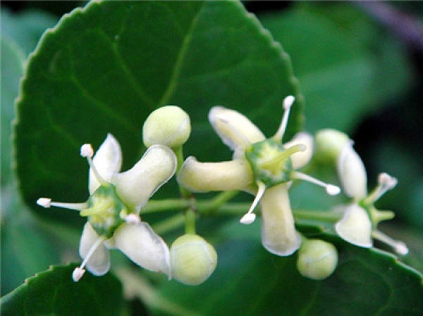 does Holly bloom does Holly bloom