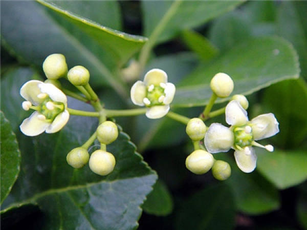 Holly Blossom Photo Appreciation Holly Blossom Photo Appreciation