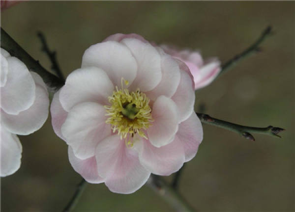 Spring Grafting of Plum Blossom