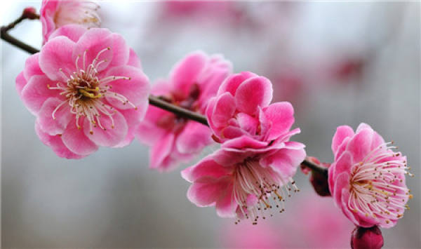 Spring Grafting of Plum Blossom