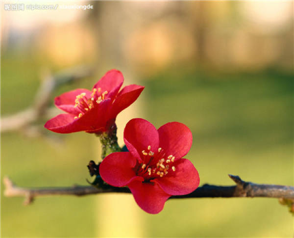 Spring Grafting of Plum Blossom