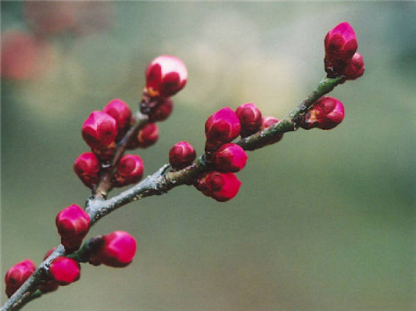 Winter Grafting of Mei Flower