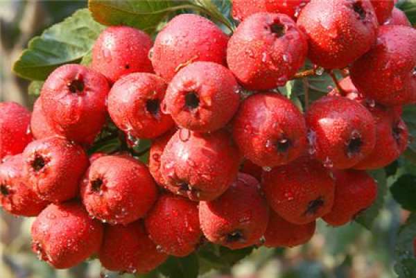 The Symbolic Meaning of Hawthorn