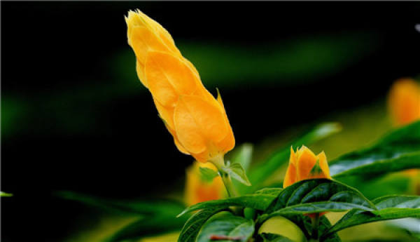 When does the golden bud flower bloom?