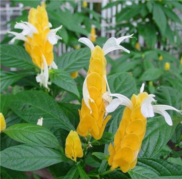 When does the golden bud flower bloom?