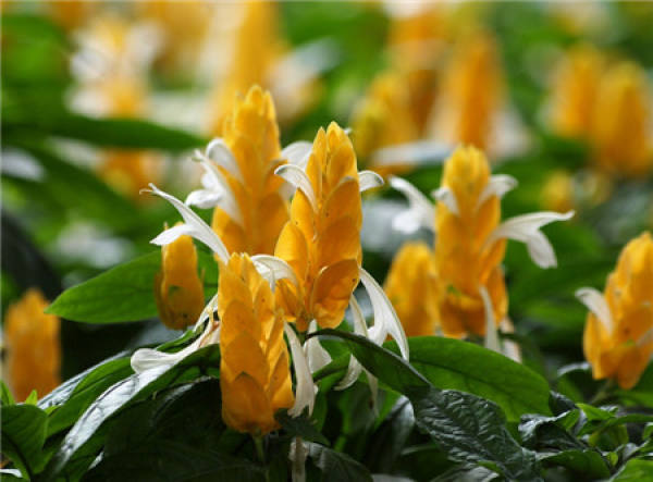 Appreciation of the blooming pictures of Jinbuhua