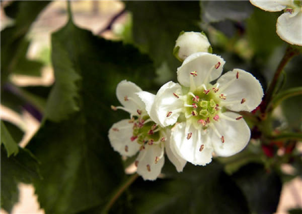 When does the hawthorn blossom?