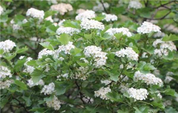 When does the hawthorn blossom?