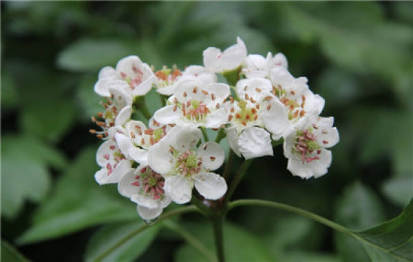 When does the hawthorn blossom?