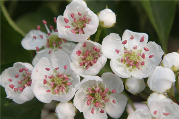 When does the hawthorn blossom?