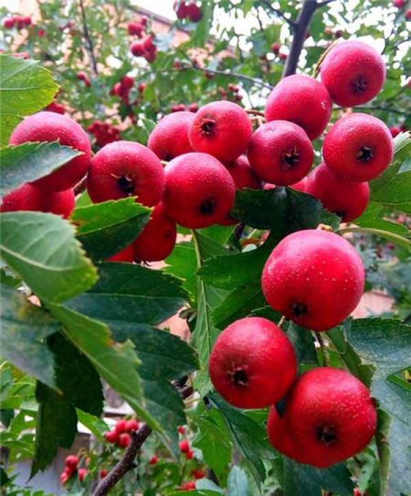 when does the hawthorn blossom
