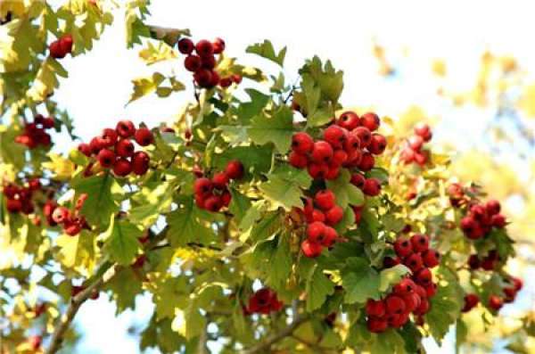 when does the hawthorn blossom