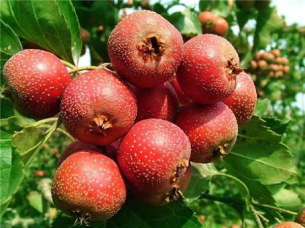 Hawthorn fruit